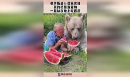 宠物当吃瓜群众,揭秘萌宠们的八卦生活