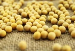 小黄豆吃瓜视频,揭秘瓜界奇闻异事