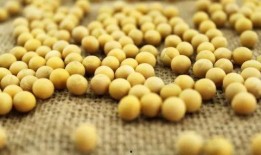 小黄豆吃瓜视频,揭秘瓜界奇闻异事