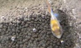 吃瓜群众小胡子