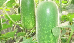 gamini吃瓜,揭秘娱乐圈的甜蜜与苦涩