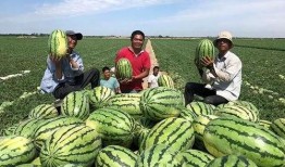 最新吃瓜现状,揭秘明星幕后真相