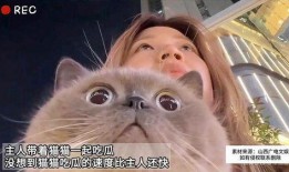 猫会不会吃瓜,揭秘猫咪对瓜的喜好与禁忌