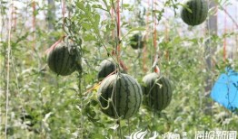 井陉吃瓜事件视频,一场网络热议的乡村奇观揭秘