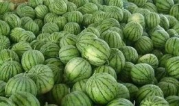 瓜地里吃西瓜的视频,品尝夏日甜蜜，西瓜美味瞬间