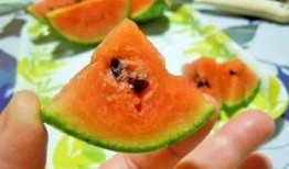 吃瓜来店中国,探寻中国美食文化的独特魅力