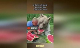 宠物当吃瓜群众,揭秘萌宠们的八卦生活