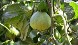 博山吃瓜事件,一场引发社会热议的食品安全风波