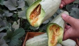 孕妇梦见在瓜地吃瓜,孕妇梦境中的甜蜜瓜地奇遇