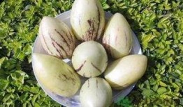 茄瓜喂奶可吃吗,探究其安全性及营养价值