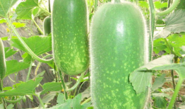 蒽蒽吃瓜,揭秘娱乐圈幕后故事