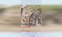 猪吃瓜好吗,揭秘猪的饮食习惯与健康益处